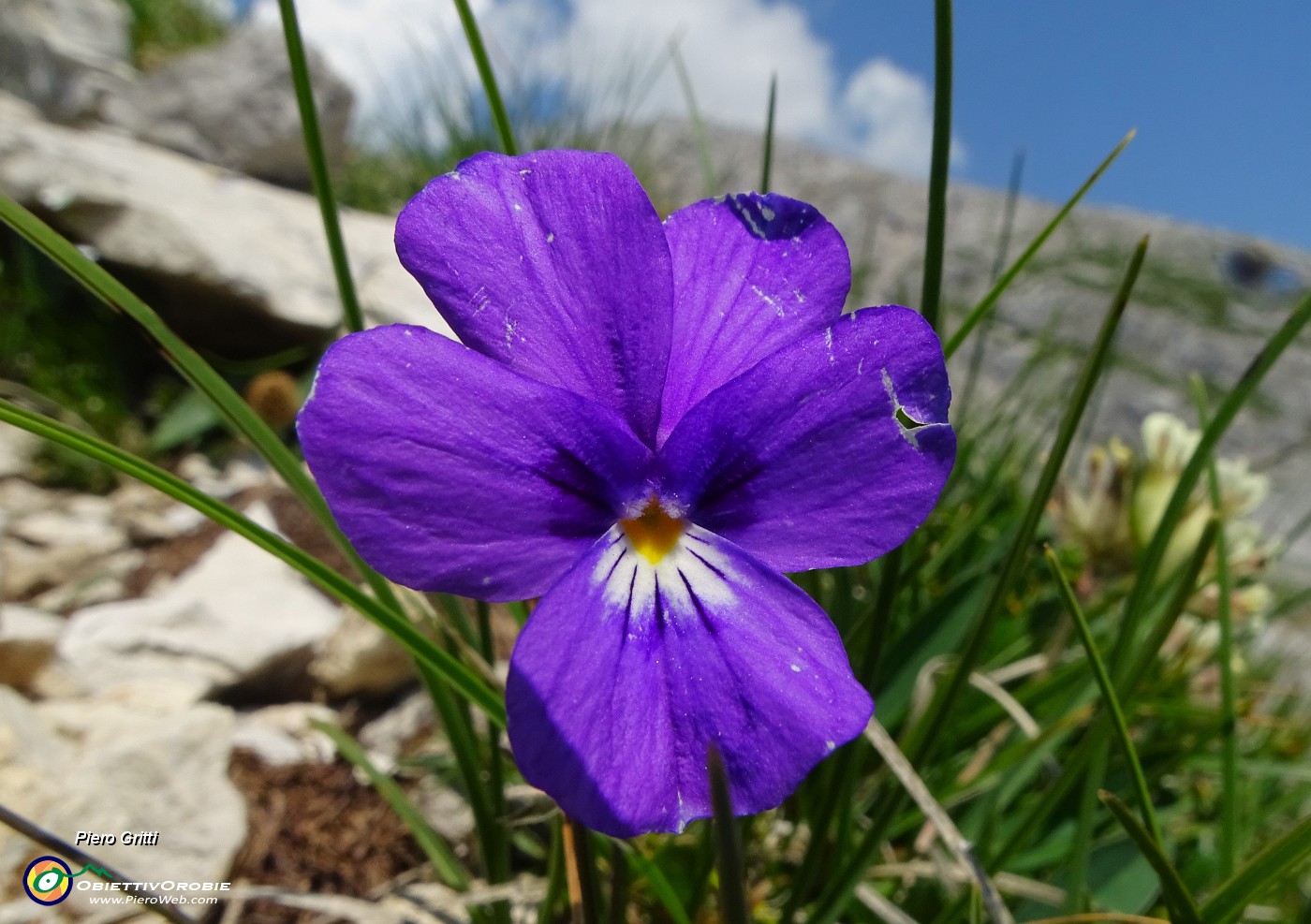 61 Bella Viola dubyana (Viola di Duby) .JPG